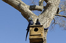 Hyacinth Macaw (Anodorhynchus hyacinthinus) pair on nest box installed by researcher Neiva Guedes, Pantanal, Brazil