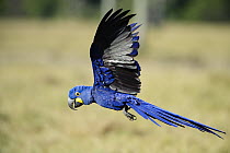 Hyacinth Macaw (Anodorhynchus hyacinthinus) flying, Pantanal, Brazil