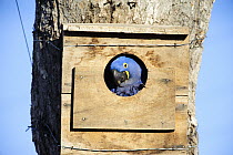 Hyacinth Macaw (Anodorhynchus hyacinthinus) emerging from nest box installed by researcher Neiva Guedes, Pantanal, Brazil