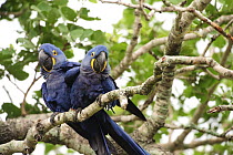 Hyacinth Macaw (Anodorhynchus hyacinthinus) pair, Pantanal, Brazil