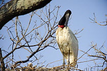 Jabiru Stork (Jabiru mycteria) on nest, Pantanal, Brazil