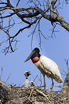 Jabiru Stork (Jabiru mycteria) parent on nest with chicks, Pantanal, Brazil