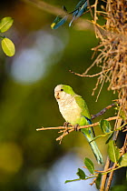 Monk Parakeet (Myiopsitta monachus), Pantanal, Brazil