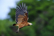 Black-collared Hawk (Busarellus nigricollis) flying, Pantanal, Brazil
