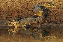 Jacare Caiman (Caiman yacare) pair sunning on sandbar, Pantanal, Brazil
