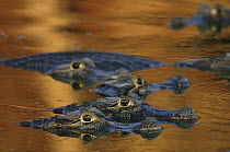 Jacare Caiman (Caiman yacare) group, Pantanal, Brazil