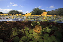 Flooded plain during rainy season, Pantanal, Mato Grosso do Sul, Brazil