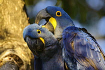 Hyacinth Macaw (Anodorhynchus hyacinthinus) pair preening, Pantanal, Brazil