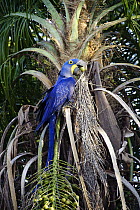 Hyacinth Macaw (Anodorhynchus hyacinthinus) feeding on Bocaiuva Palm (Acrocomia sclerocarpa) fruit, Brazil