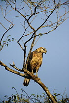 Savannah Hawk (Buteogallus meridionalis), Pantanal, Brazil