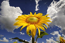 Common Sunflower (Helianthus annuus) in field, Japan