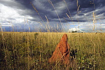 Termite mound in Cerrado ecosystem, Emas National Park, Brazil