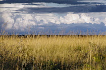 Cerrado ecosystem, Emas National Park, Brazil