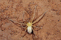 Giant Crab Spider (Sparassidae), Cerrado ecosystem, Emas National Park, Goias State, Brazil