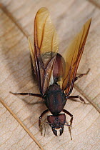 Leafcutter Ant (Atta sp) winged female in atlantic rainforest, Brazil