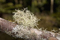 Beard Lichen (Usnea sp), Serra de Bocaina, Brazil