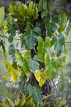 Arum (Araceae) leaves, Serra de Bocaina, Brazil