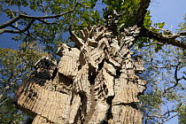 Unusual tree bark, Cerrado ecosystem, Serra do Tombador, Goias State, Brazil