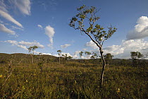 Cerrado ecosystem, Serra do Tombador, Goias State, Brazil