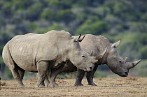 White Rhinoceros (Ceratotherium simum) pair, Shamwari Game Reserve, South Africa