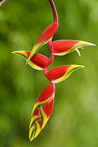 Heliconia (Heliconia sp) flower in atlantic rainforest, Brazil