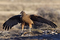 Swamp Harrier (Circus approximans) calling during threat display, New Zealand