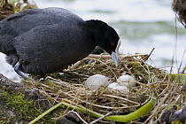 Coot (Fulica atra) parent at nest with eggs, New Zealand