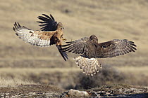 Swamp Harrier (Circus approximans) pair fighting, New Zealand