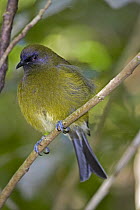 New Zealand Bellbird (Anthornis melanura) male, Wellington, New Zealand