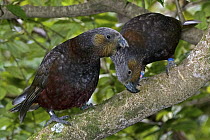 North Island Kaka (Nestor meridionalis septentrionalis) pair preening, New Zealand