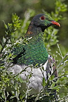 New Zealand Pigeon (Hemiphaga novaeseelandiae), New Zealand
