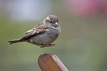 House Sparrow (Passer domesticus) landing, New Zealand