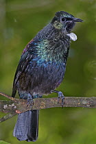 Tui (Prosthemadera novaeseelandiae), New Zealand