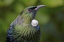 Tui (Prosthemadera novaeseelandiae) portrait, New Zealand