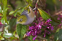 Silvereye (Zosterops lateralis) feeding on flowering shrub, New Zealand