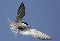 Common Tern (Sterna hirundo) flying, Stockers Lake, Hertfordshire, England