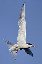 Common Tern (Sterna hirundo) flying, Stockers Lake, Hertfordshire, England