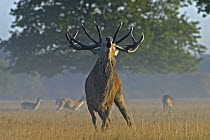 Red Deer (Cervus elaphus) stag bugling, Richmond Park, London, England