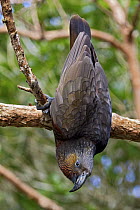 North Island Kaka (Nestor meridionalis septentrionalis) hanging from branch, Karori, Wellington, New Zealand
