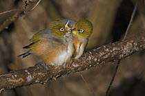Silvereye (Zosterops lateralis) pair preening, Wairarapa, New Zealand