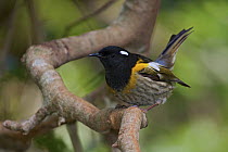 Stitchbird (Notiomystis cincta) male, Karori, Wellington, New Zealand