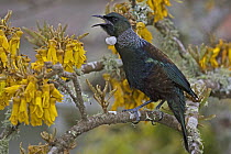Tui (Prosthemadera novaeseelandiae) calling in Kowhai (Sophora tetraptera) tree, Wellington, New Zealand