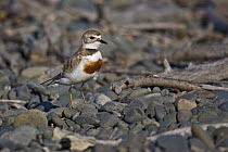 Double-banded Plover (Charadrius bicinctus), East Clive, Hawkes Bay, New Zealand