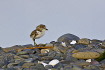 Double-banded Plover (Charadrius bicinctus) chick, East Clive, Hawkes Bay, New Zealand