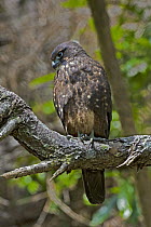 New Zealand Falcon (Falco novaeseelandiae), Karori, Wellington, New Zealand