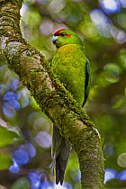 Red-fronted Parakeet (Cyanoramphus novaezelandiae), Karori, Wellington, New Zealand