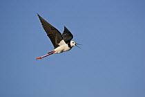 White-headed Stilt (Himantopus leucocephalus) calling while flying, East Clive, Hawkes Bay, New Zealand
