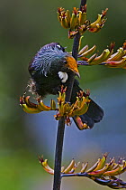 Tui (Prosthemadera novaeseelandiae), Karori, Wellington, New Zealand
