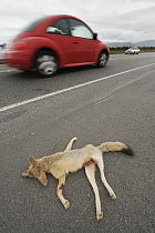 San Joaquin Kit Fox (Vulpes macrotis mutica) nursing female killed on road, Bakersfield, California