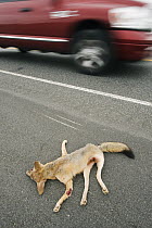 San Joaquin Kit Fox (Vulpes macrotis mutica) nursing female killed on road, Bakersfield, California